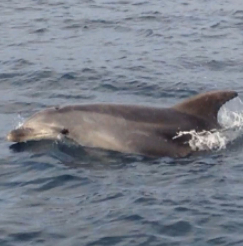 Dolphin in Marseille